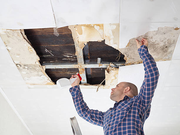 Environmental Consulting for Mold Prevention